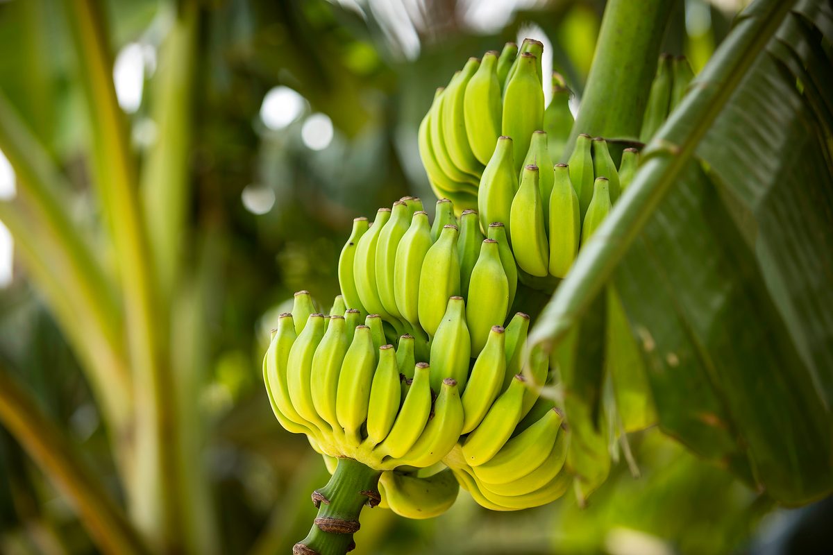Banano