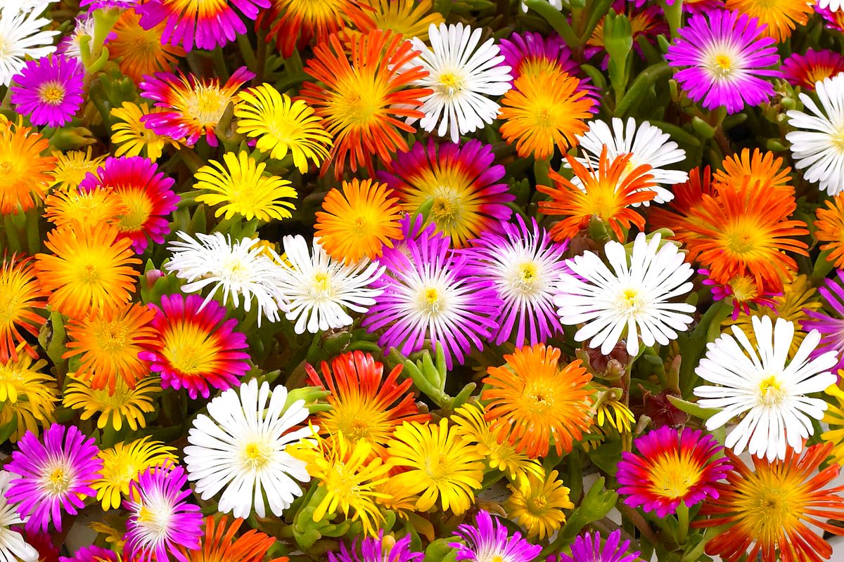 Flores