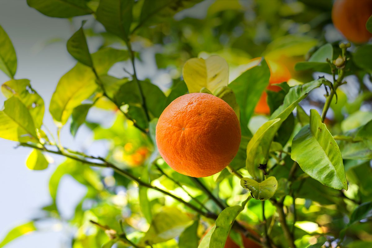 Naranja