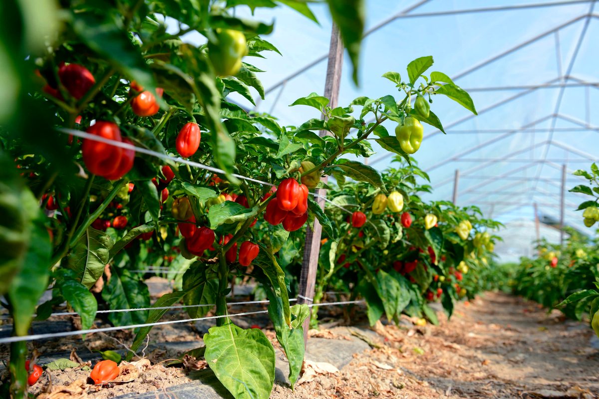 Pimiento