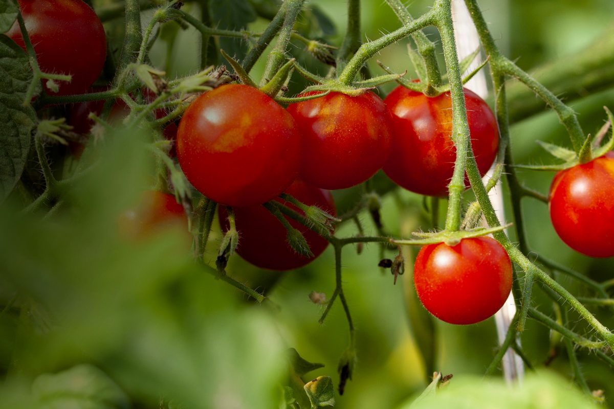 Tomate